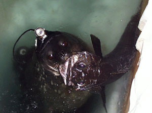Weddell Seal Displays Catch