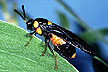 Melaleuca sawfly