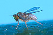 Thrypticus fly
