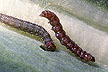 Diamondback moth larvae.
