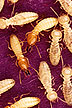 Formosan subterranean termites / workers & soldiers