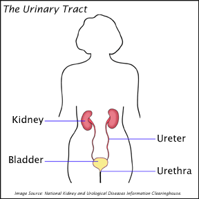 The Urinary Tract. Diagram showing the Kidneys, Bladder, and Ureters.