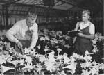 Photo: Researcher and worker with lilies in greenhouse,  Beltsville Agricultural Research Center, 1940s