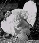 Photo: Beltsville small white turkey, 1940s