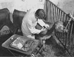 Photo: Vaccinating calf,  Beltsville Agricultural Research Center, 1930s