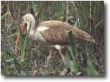 photo of a glossy ibis