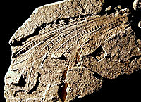 Longisquama Insignis Fossil