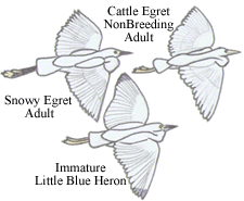 Egrets and Heron