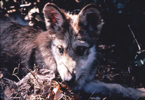 Mexican Gray Wolf pup in leaves