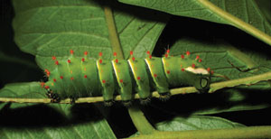 Caterpillar Species <I>Rothschildia lebeau</I> in Later Growth Stage