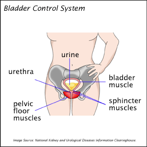 Bladder Control System. Diagram showing the urethra, bladder muscle, sphincter muscles, pelvic floor muscles, and urine.