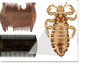 wooden nit comb, a plastic comb and a human head louse