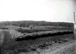 Photo: Fields: Arlington Farms Experiment Station in Arlington, VA., 1930s