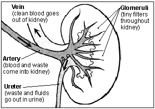 Image of healthy kidney.
