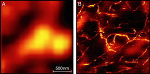 Raman Scattering Images of Carbon Nanotubes