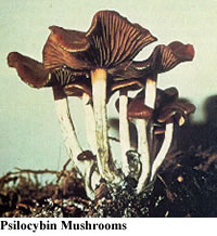 photo of Psilocybin Mushrooms