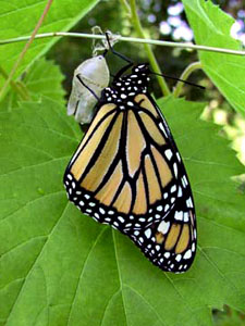 Monarch Butterfly Larval Monitoring (Image 5)