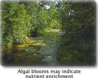 Algal Blooms