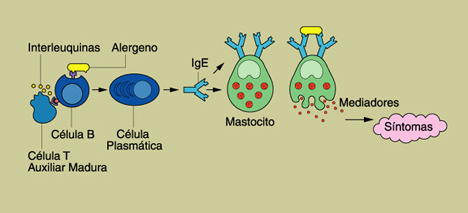 Ilustracin que muestra a una clula T auxiliar madura liberando interleuquinas que activan a una clula B.
