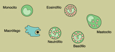 Ilustraciones de seis tipos de clulas.