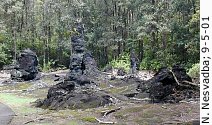 Photo of a tree mold, Lava Trees State Park, Kilauea Volcano, Hawai`i
