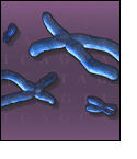 Illustration of human chromosomes