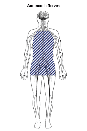 Image of nervous system showing location of autonomic nerves.
