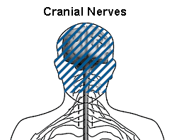 Image of nervous system showing location of cranial nerves.