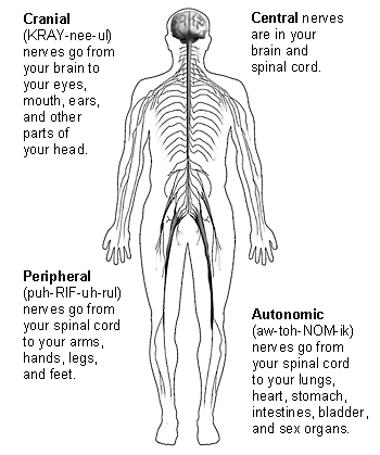Image of nervous system showing its four main parts.