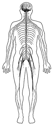 Image of figure showing nervous system.