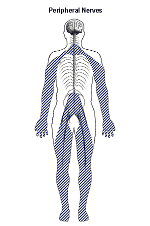 Image of nervous system showing the peripheral nerves.