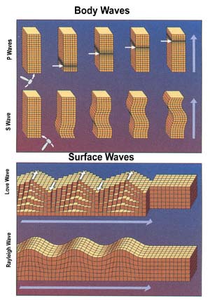 P waves, S waves, Love waves, Rayleigh waves