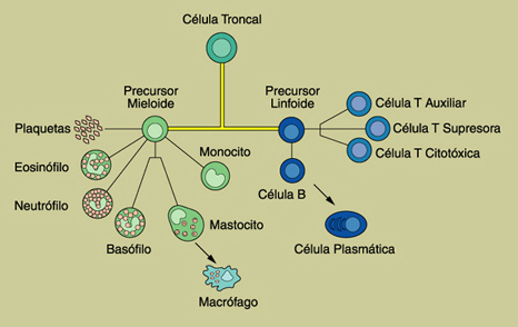 Ilustracin de clulas del sistema inmunolgico.