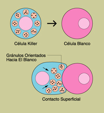 Ilustraciones de una clula killer y una clula blanco.