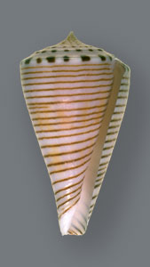 Cone Snail <I>Conus Hirasei</I>