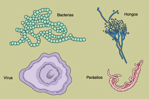 Ilustraciones de bacterias.