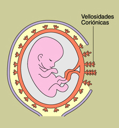 Ilustracin de un feto humano en el tero (matriz).