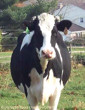Bos taurus (cow)