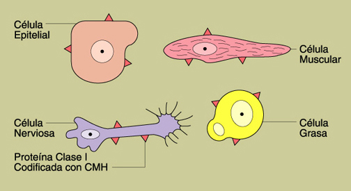 Ilustracin de cuatro tipos de clulas.