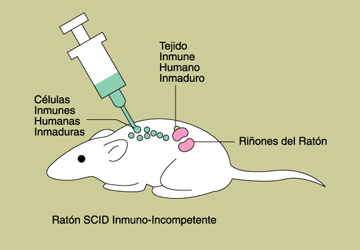 Ilustracin de un ratn SCID inmuno-incompetente.