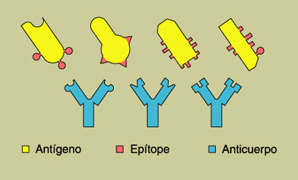 Ilustraciones de varios antgenos.