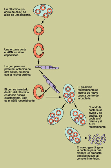 Ilustracin de un plsmido (un anillo de ADN) aislado de una bacteria.
