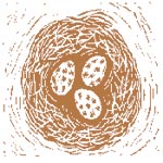 eggs in nest woodcut image