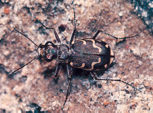 Bronzed Tiger Beetle (<I>Cicindela rapanda</I>)