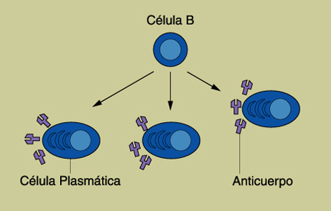 Ilustracin de una clula B desarrollndose y convirtindose en clulas plasmticas, las cuales secretan anticuerpos.