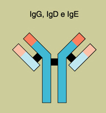 Ilustracin de un anticuerpo representando las inmunoglobulinas IgG, IgD e IgE.