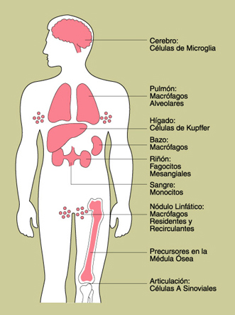 Ilustracin del cuerpo humano que muestra a fagocitos especializados en diversos rganos.
