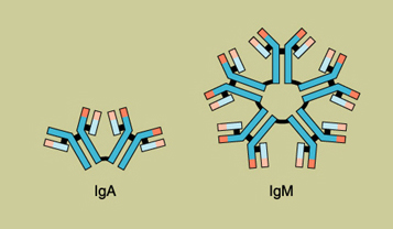 Ilustraciones de una IgA y una IgM.