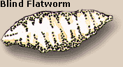 Blind Flatworm