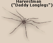 Harvestman, or nicknamed Daddy Longlegs